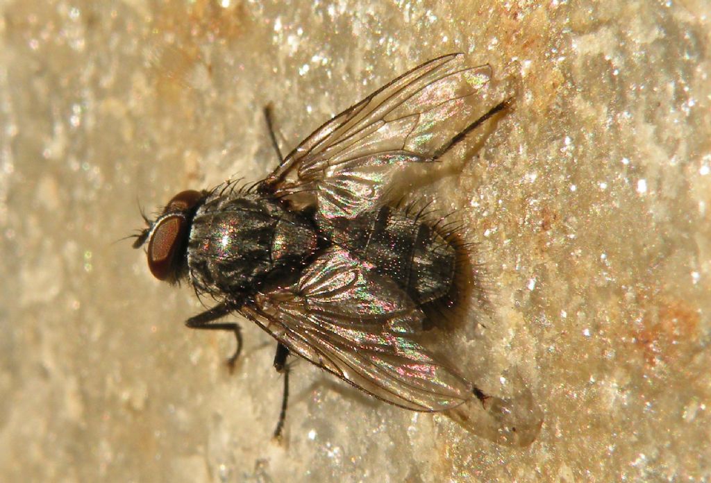 Vecchia mosca